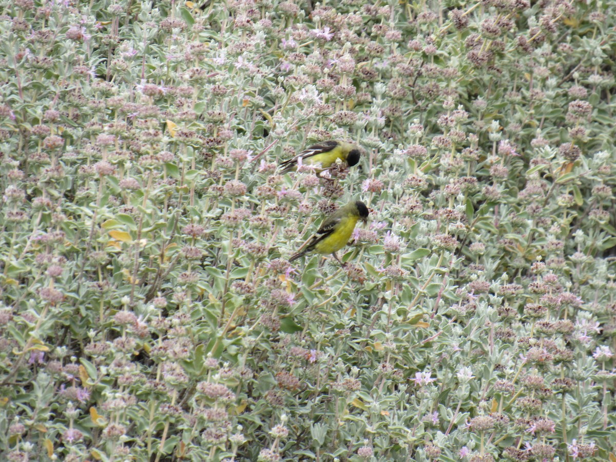 Lesser Goldfinch - ML431534511