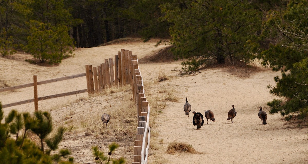 Wild Turkey - ML431534941