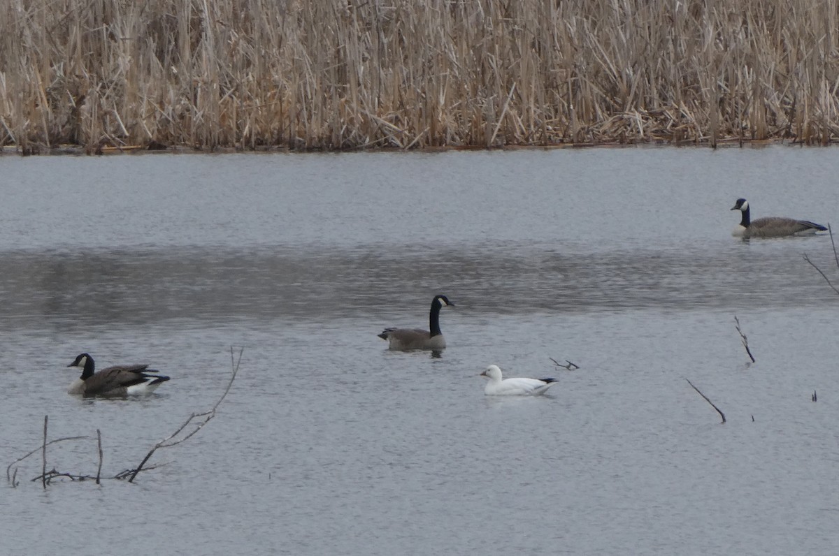 Ross's Goose - ML431535041