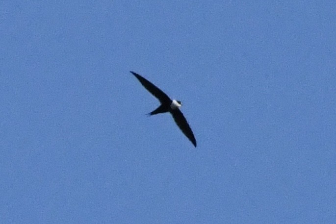 Great Swallow-tailed Swift - Julien Amsellem