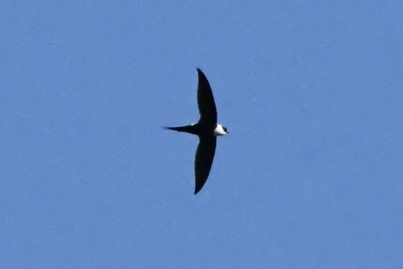 Great Swallow-tailed Swift - Julien Amsellem