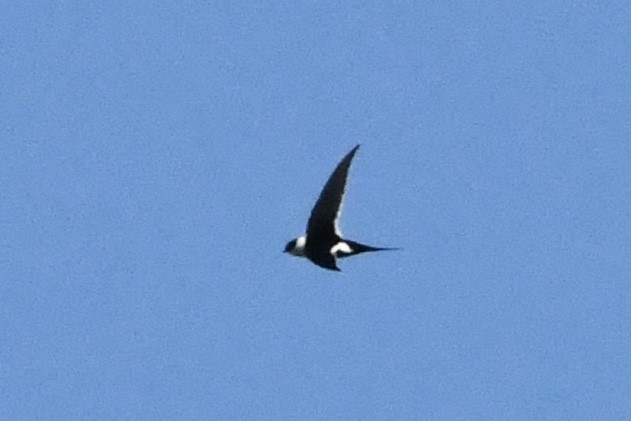 Great Swallow-tailed Swift - Julien Amsellem