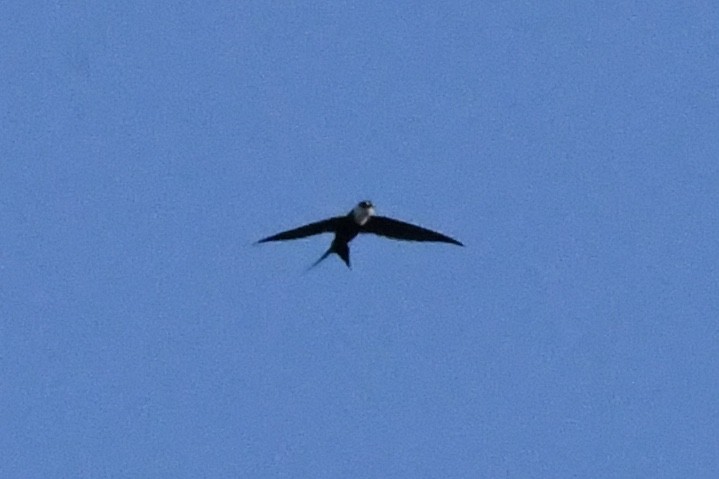 Great Swallow-tailed Swift - Julien Amsellem