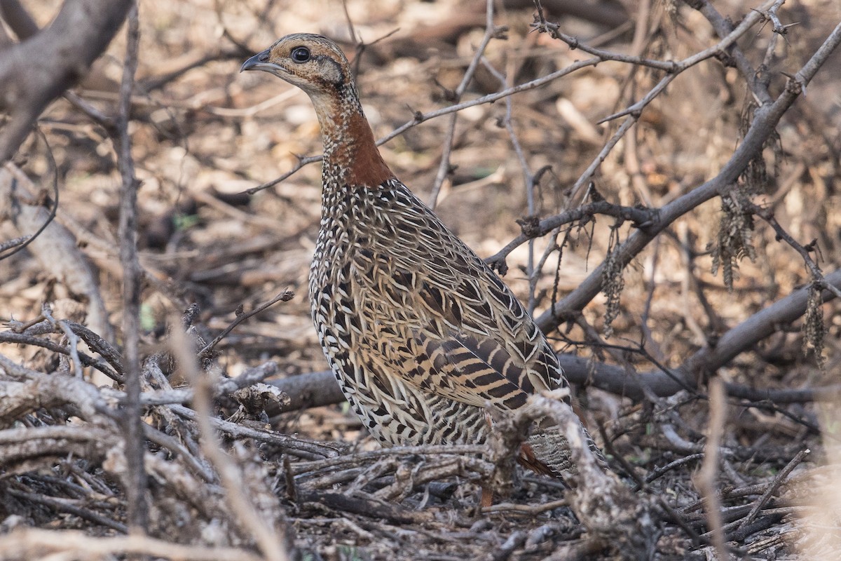 Black Francolin - Eric VanderWerf