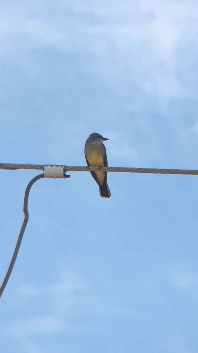 Western Kingbird - ML431539191