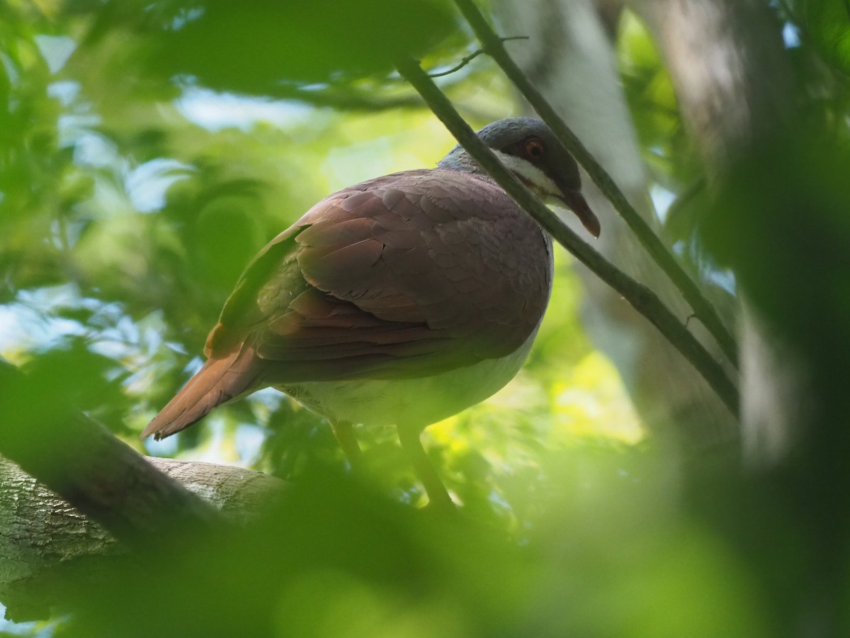 Key West Quail-Dove - ML431539551