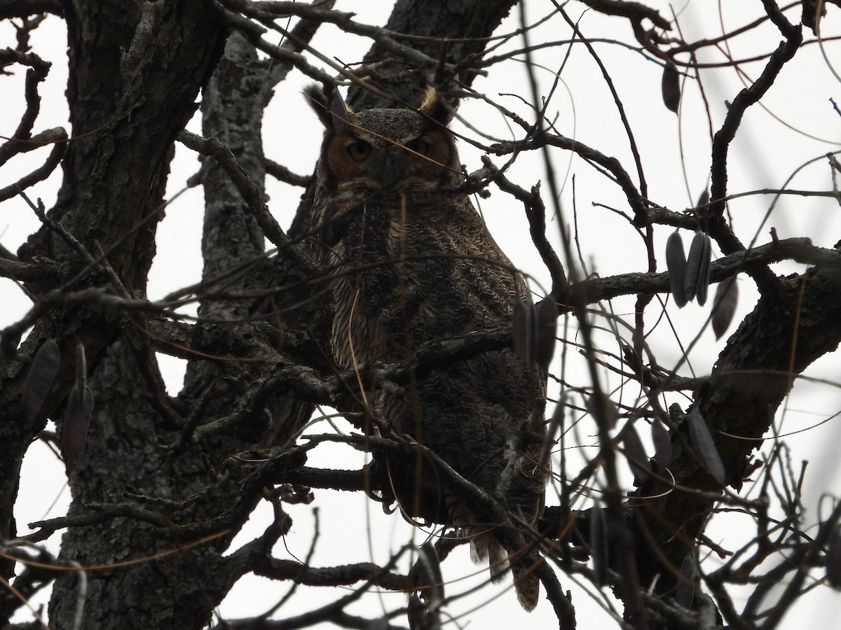 Great Horned Owl - ML431540321