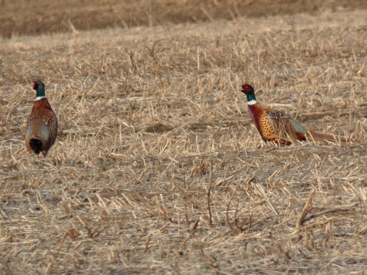 Ring-necked Pheasant - ML431541741
