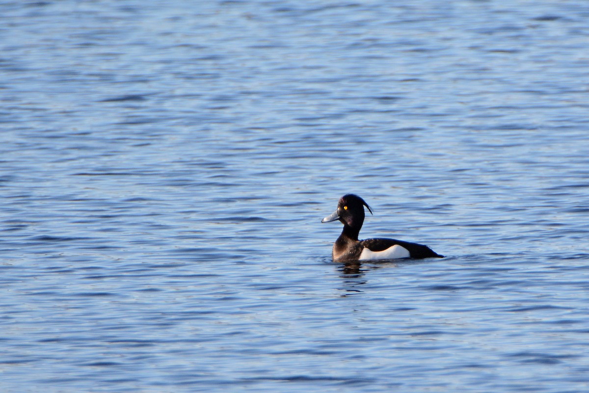 鳳頭潛鴨 - ML431542441