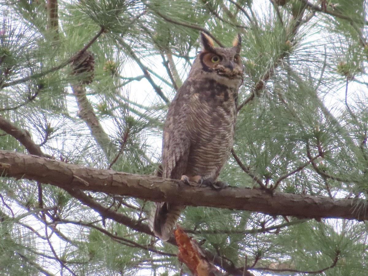 Great Horned Owl - ML431542671