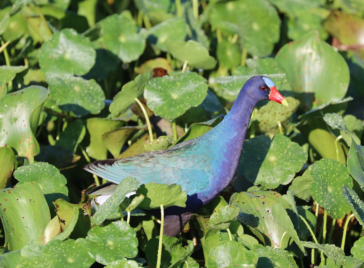 Purple Gallinule - John McVay