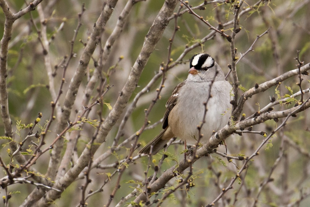 White-crowned Sparrow - ML43154301