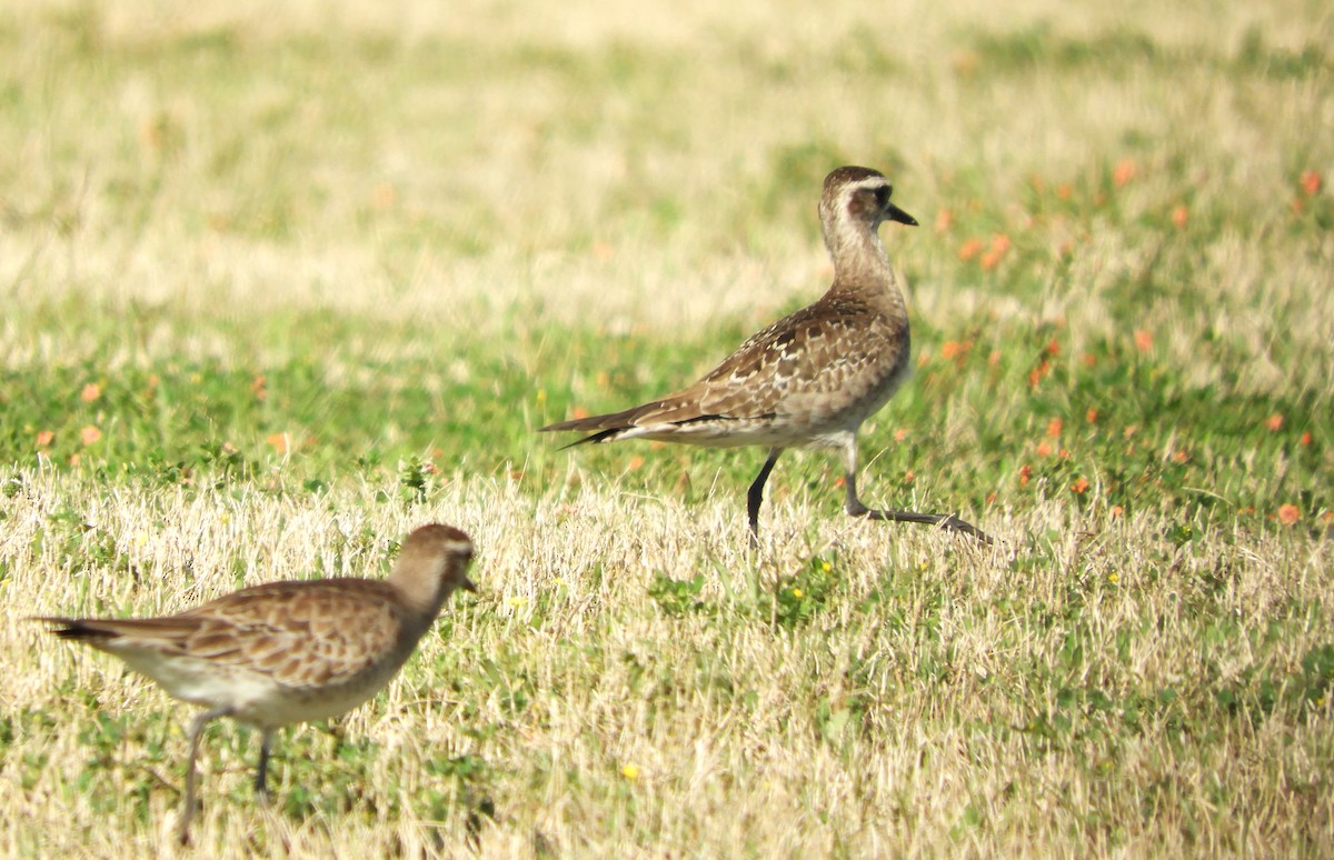 American Golden-Plover - ML431546251