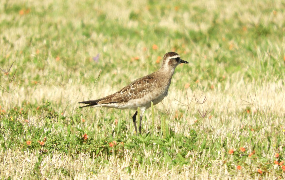 American Golden-Plover - ML431546321