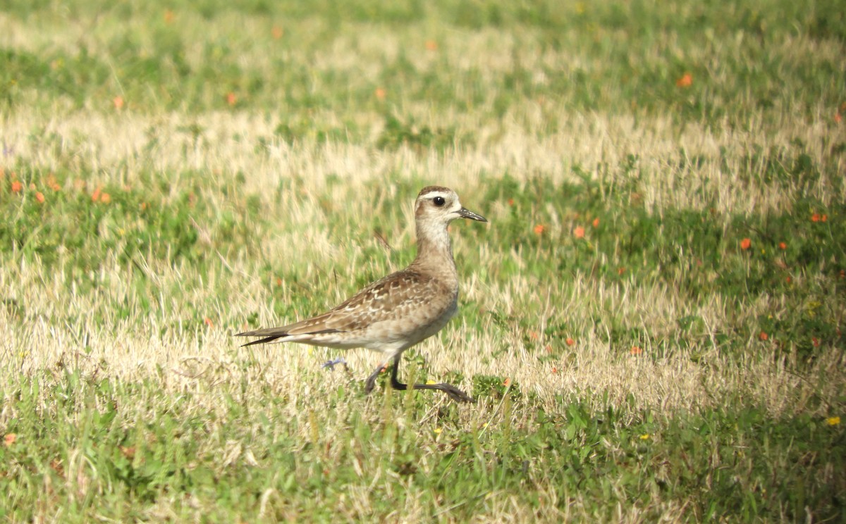 American Golden-Plover - ML431546441