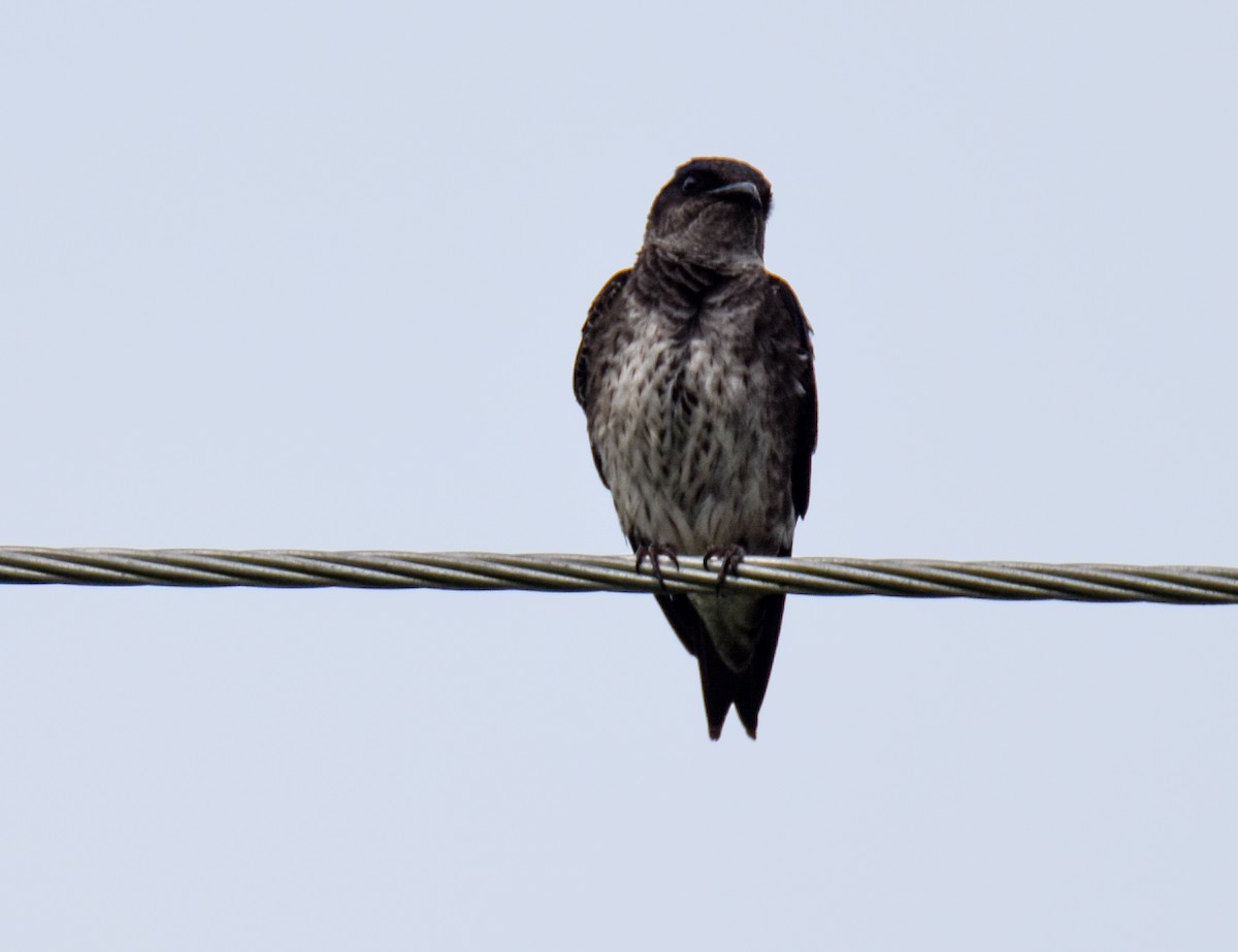 Purple Martin - ML431546791