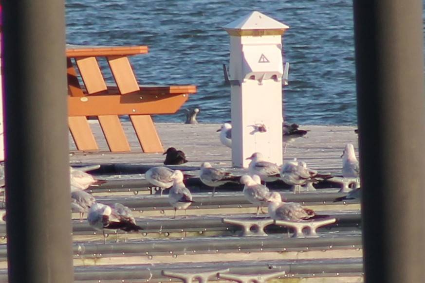 Heermann's Gull - ML431548931