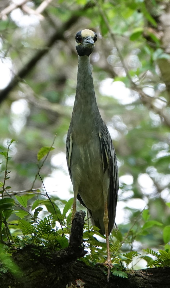 Yellow-crowned Night Heron - ML431549191