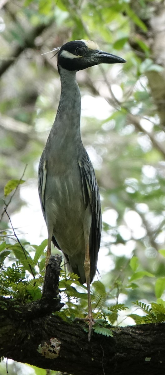 Yellow-crowned Night Heron - ML431549201