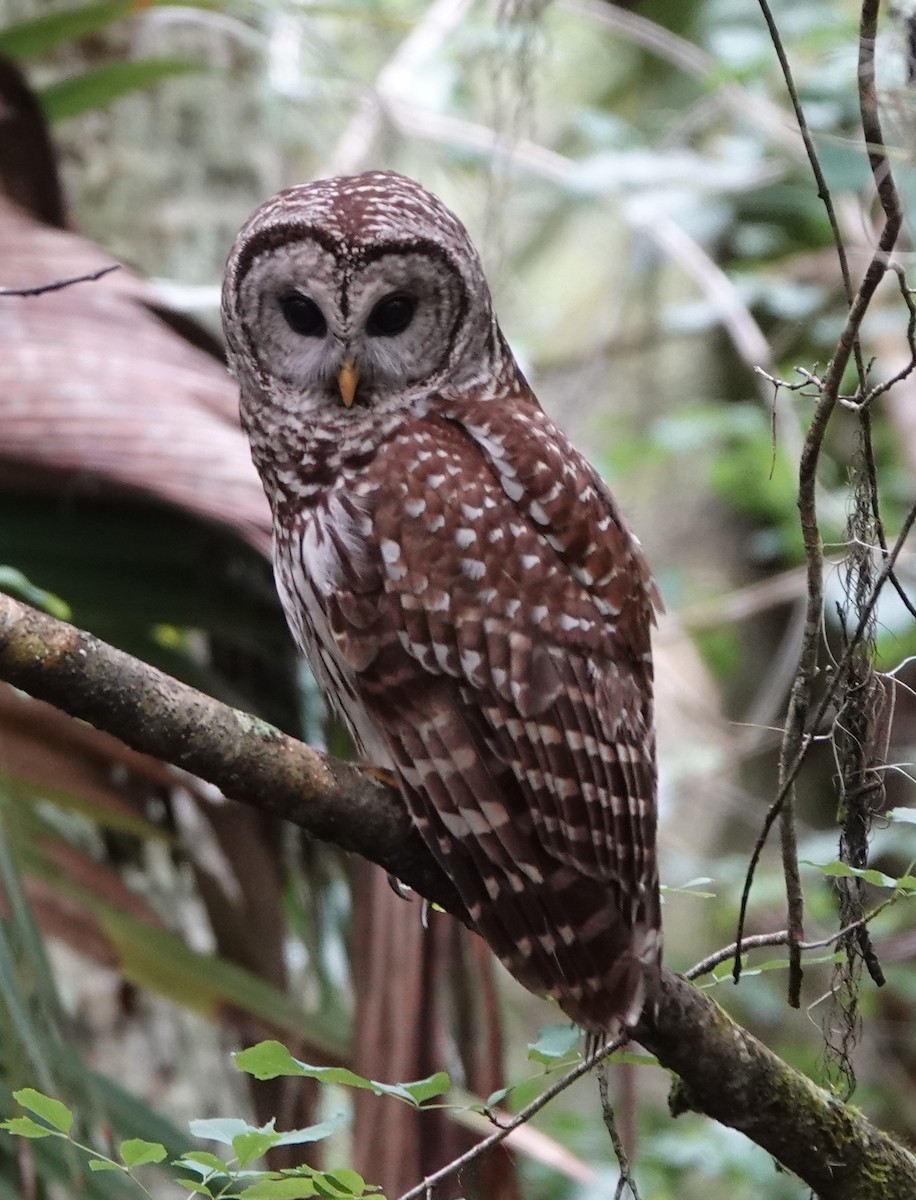 Barred Owl - Lilian Saul