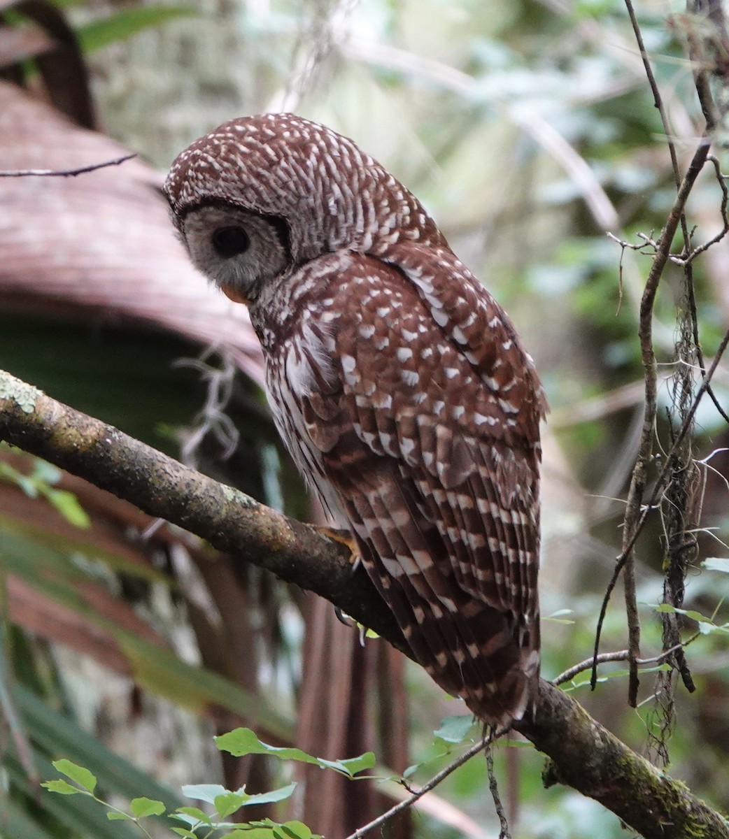 Barred Owl - ML431549711