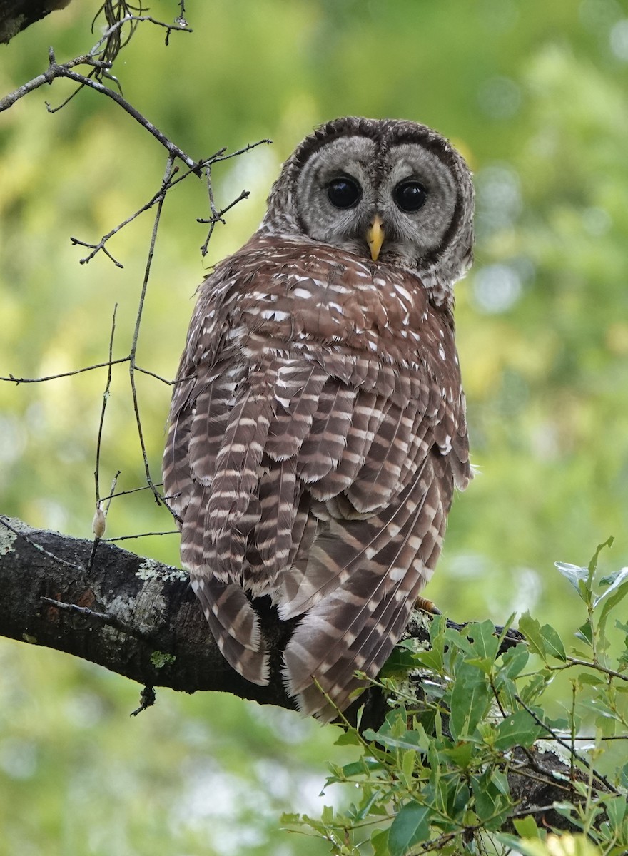 Barred Owl - ML431549721