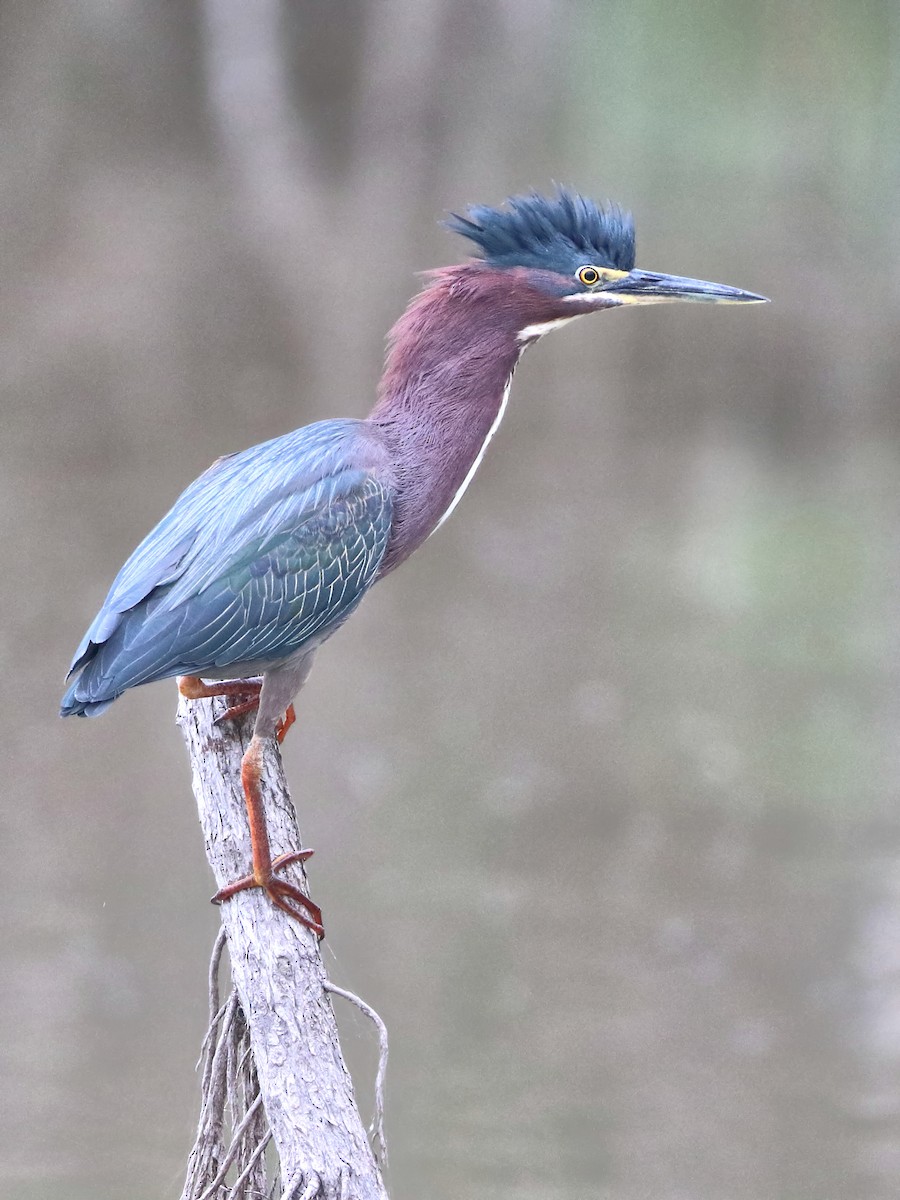 Green Heron - ML431549851