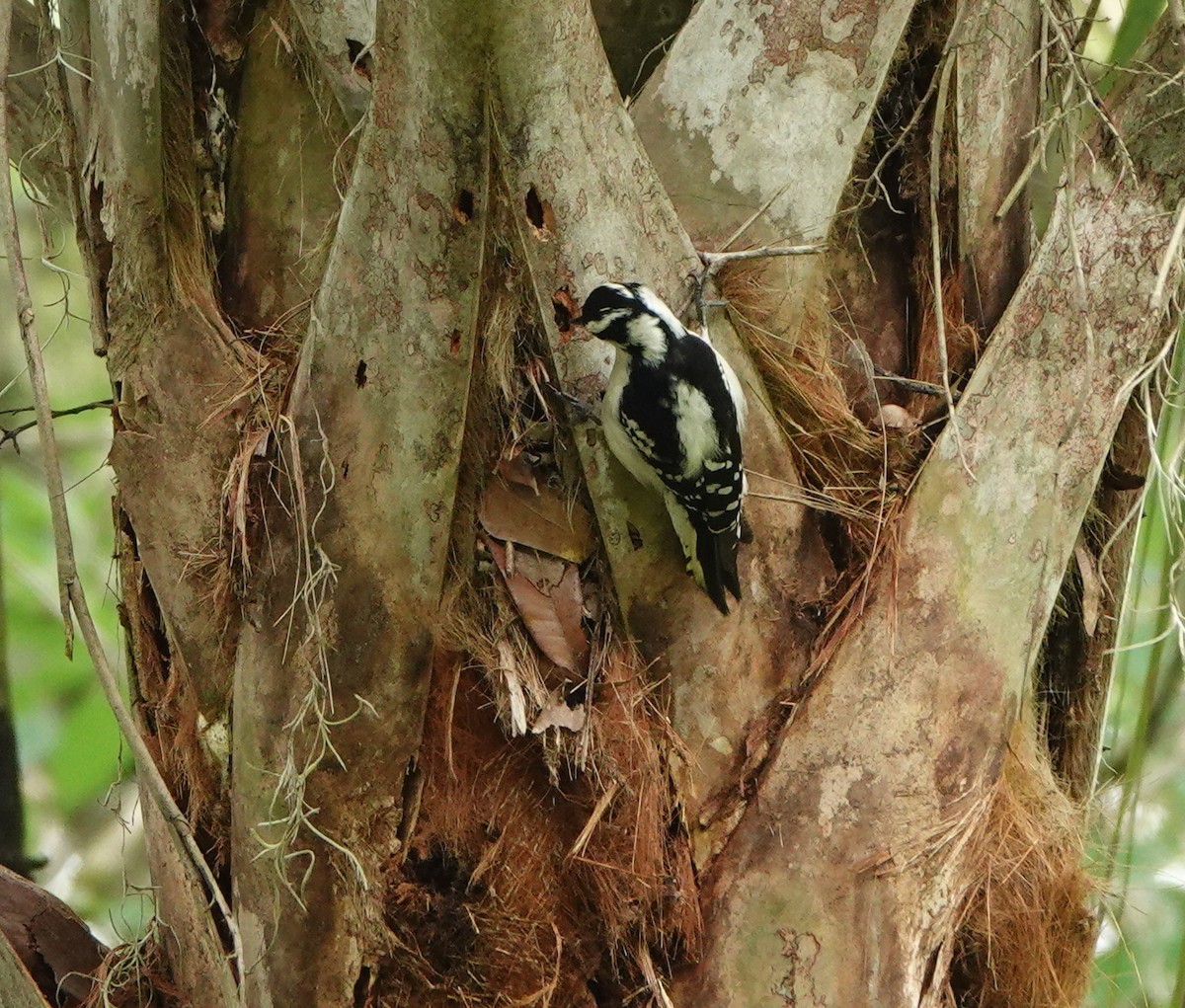 Downy Woodpecker - ML431550351