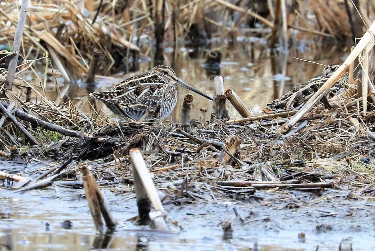 Wilson's Snipe - ML431550361