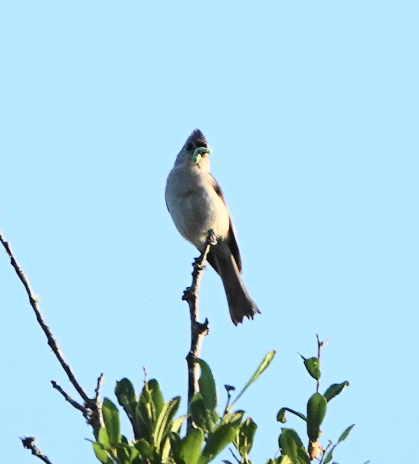 Tufted Titmouse - ML431550481