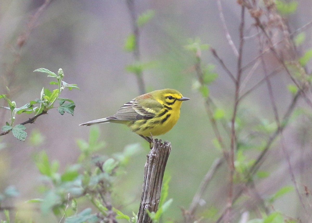 Prairie Warbler - ML431550761