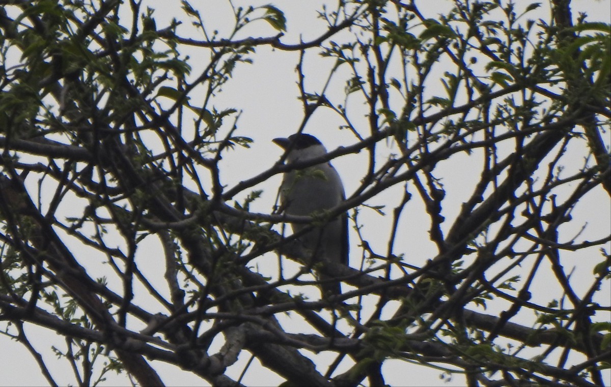 Black-crowned Tityra - ML431552291