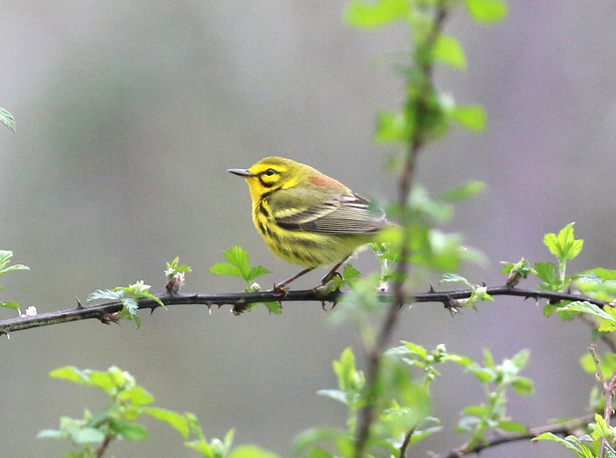 Prairie Warbler - ML431552601