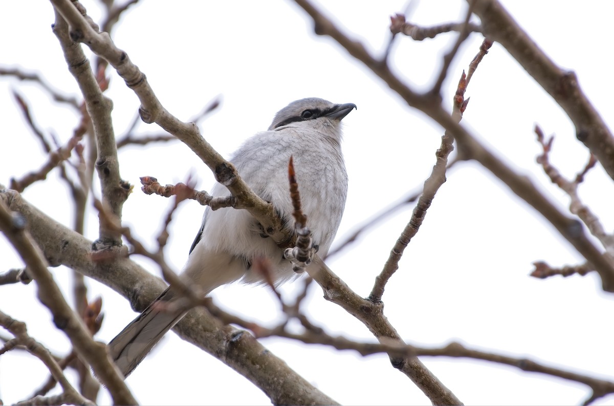 Northern Shrike - ML431553591