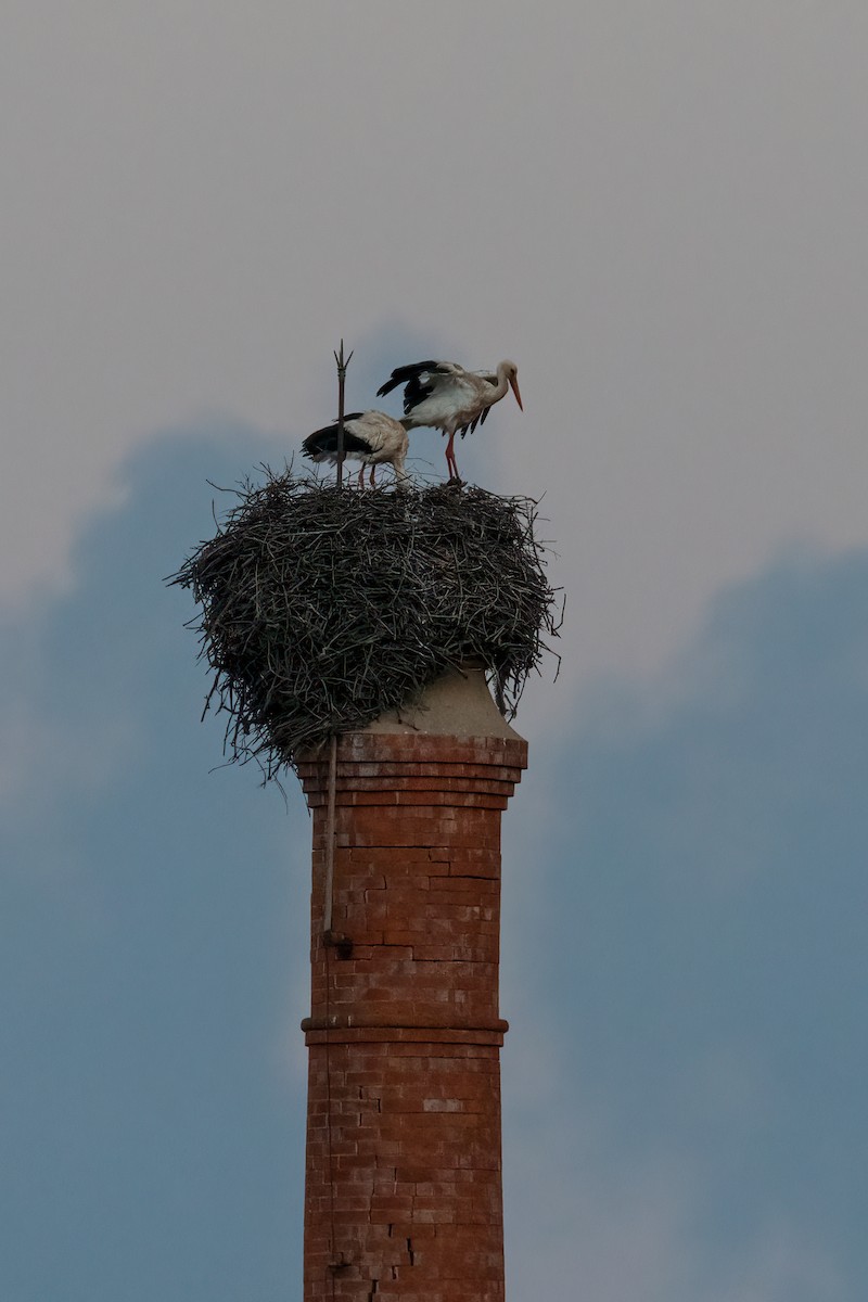 White Stork - ML431553811