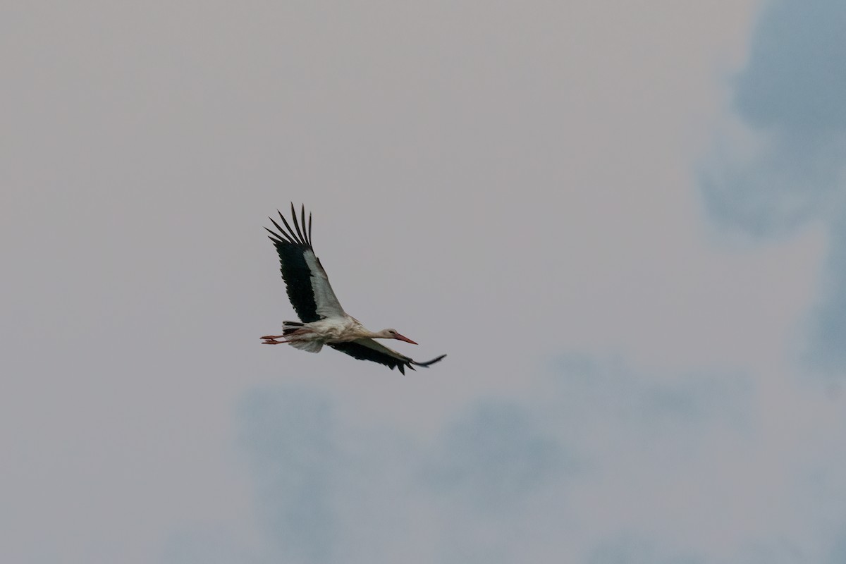 White Stork - ML431553821