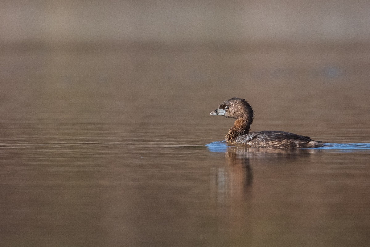 Pied-billed Grebe - ML431554611