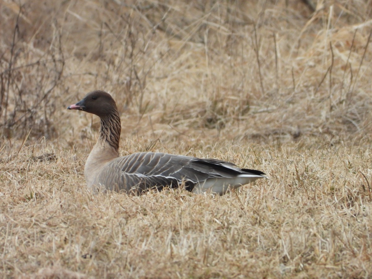 Pink-footed Goose - ML431555941