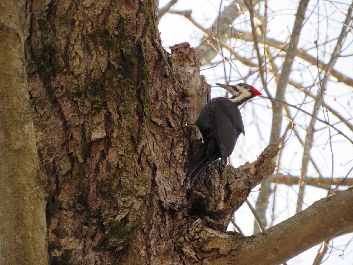 Pileated Woodpecker - ML431557311