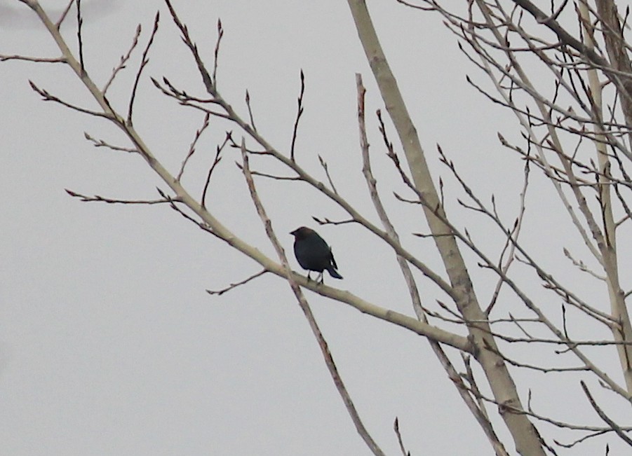 Brown-headed Cowbird - ML431557661