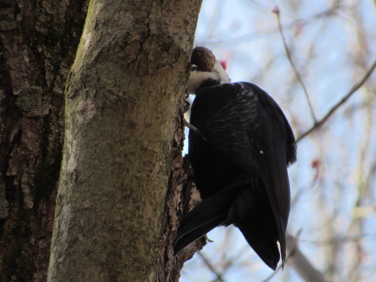 Pileated Woodpecker - Mickey Ryan