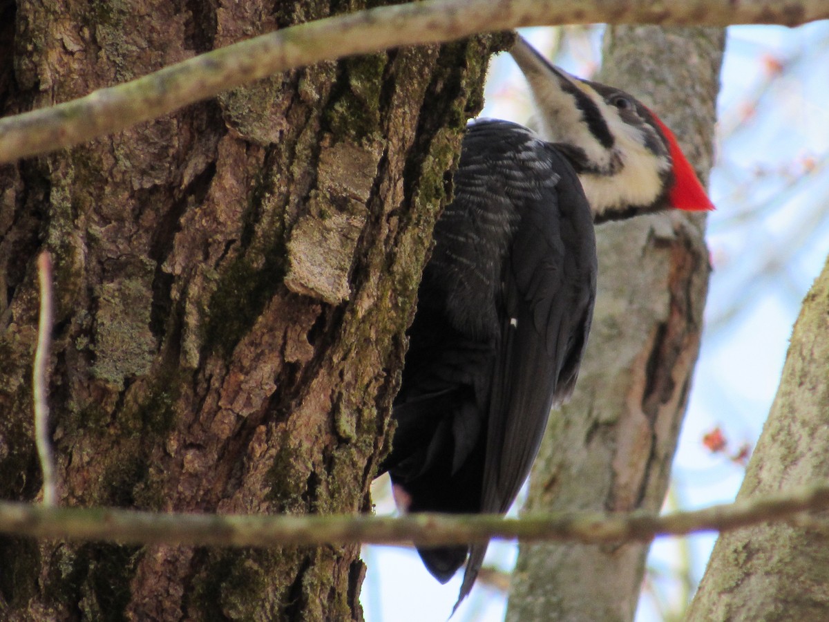 Pileated Woodpecker - Mickey Ryan