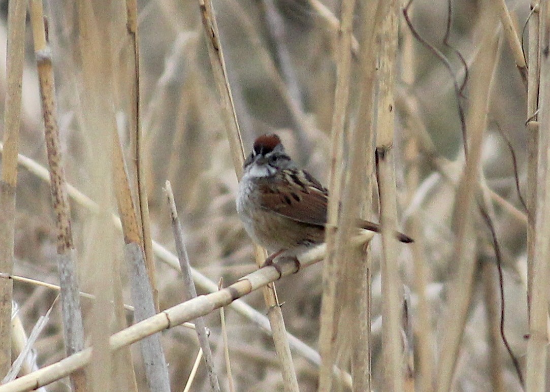 Swamp Sparrow - Emma Rosen