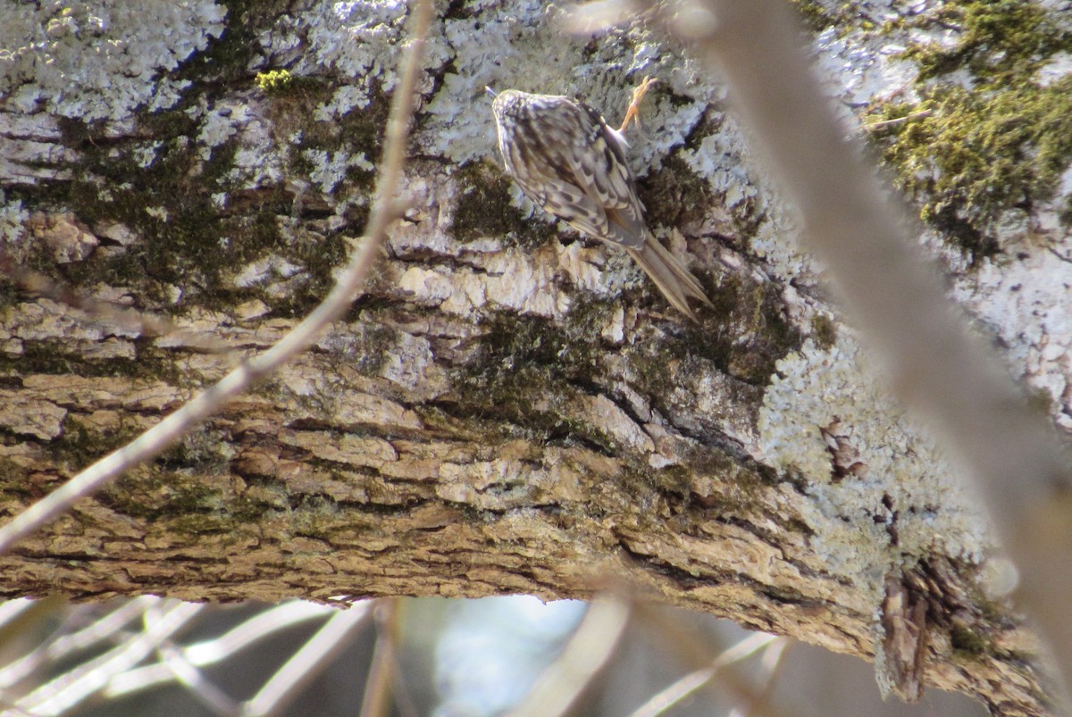 Brown Creeper - Mickey Ryan