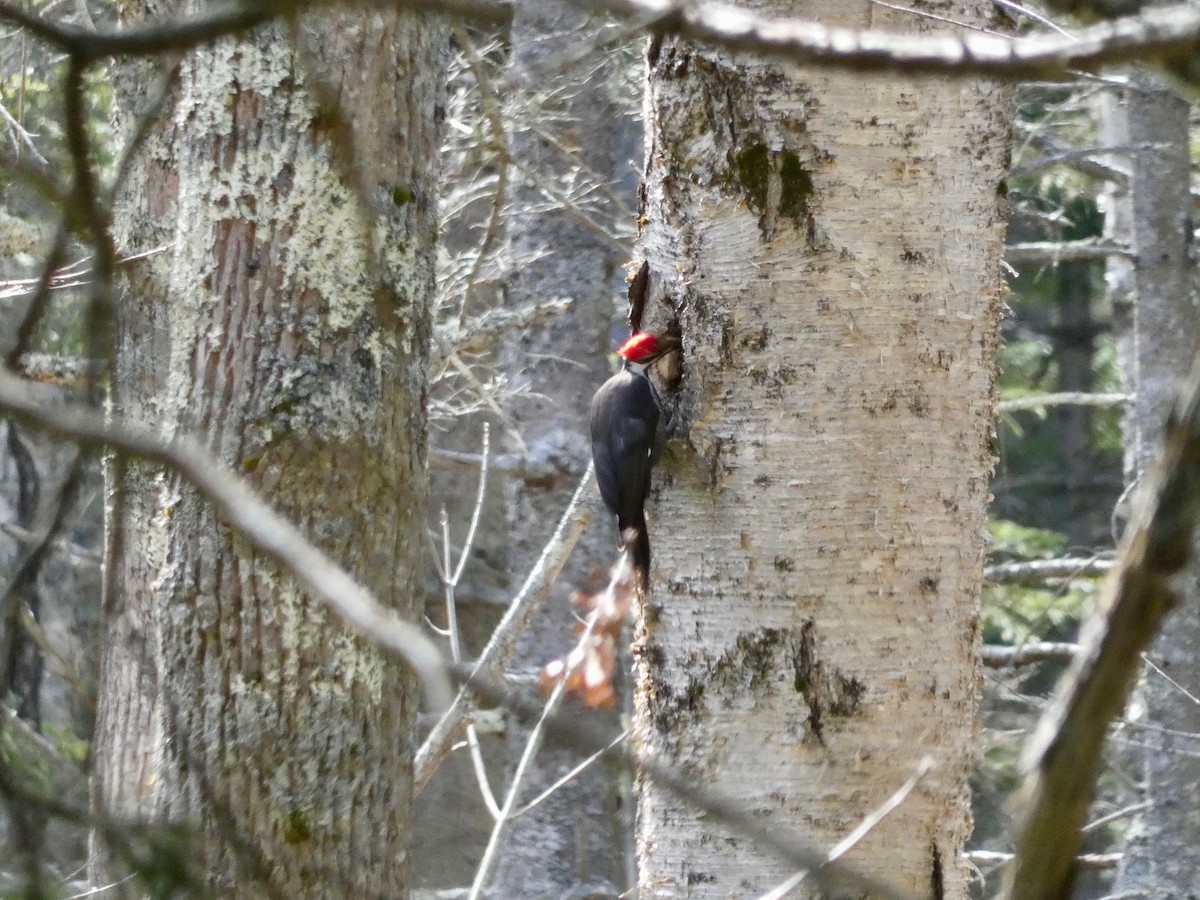 Pileated Woodpecker - ML431559111