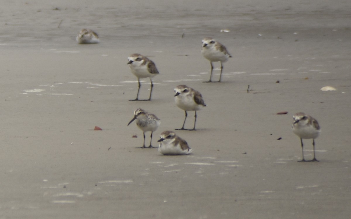 Broad-billed Sandpiper - ML431559731