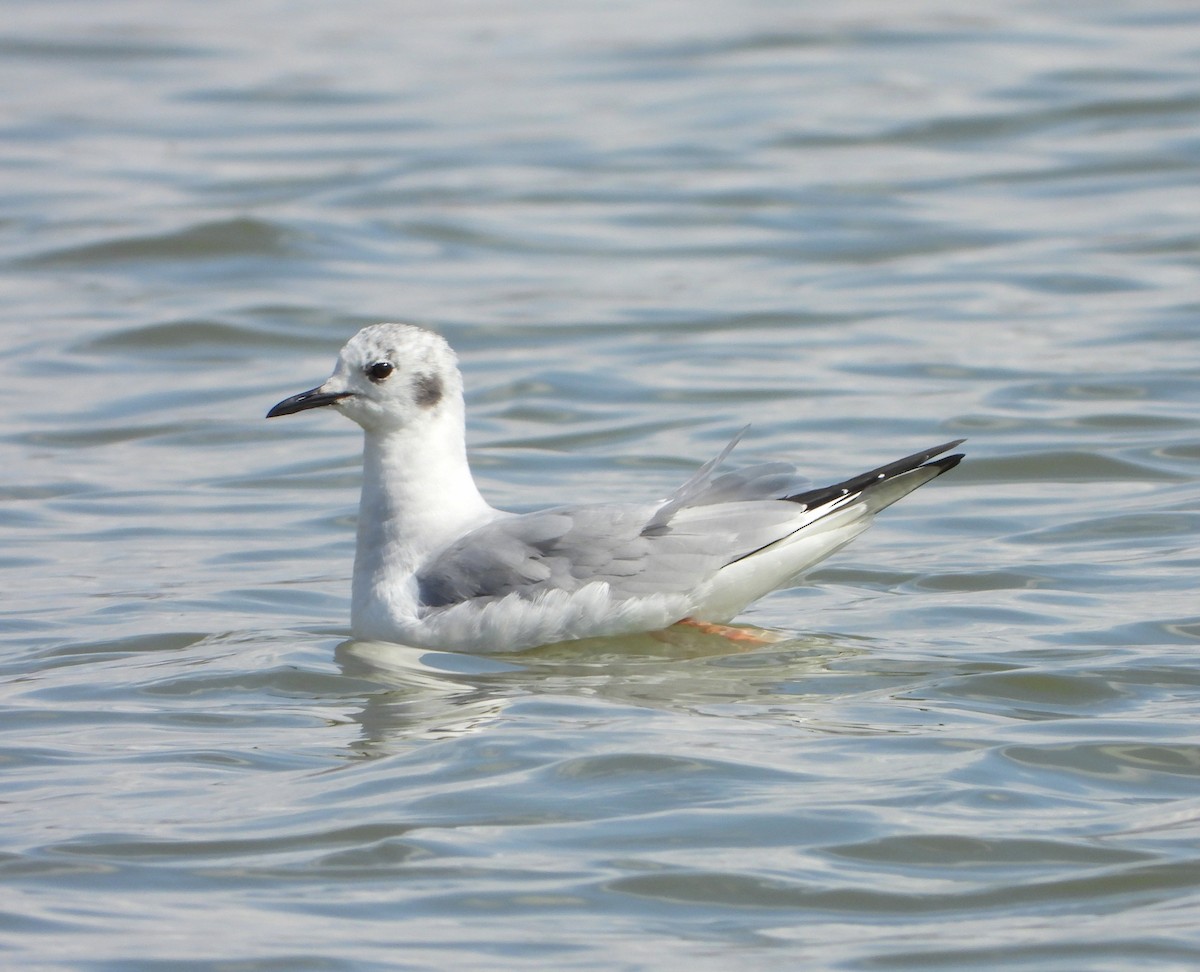 Bonaparte's Gull - ML431561421