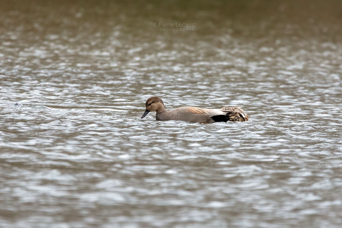 Бор нугас - ML431561631
