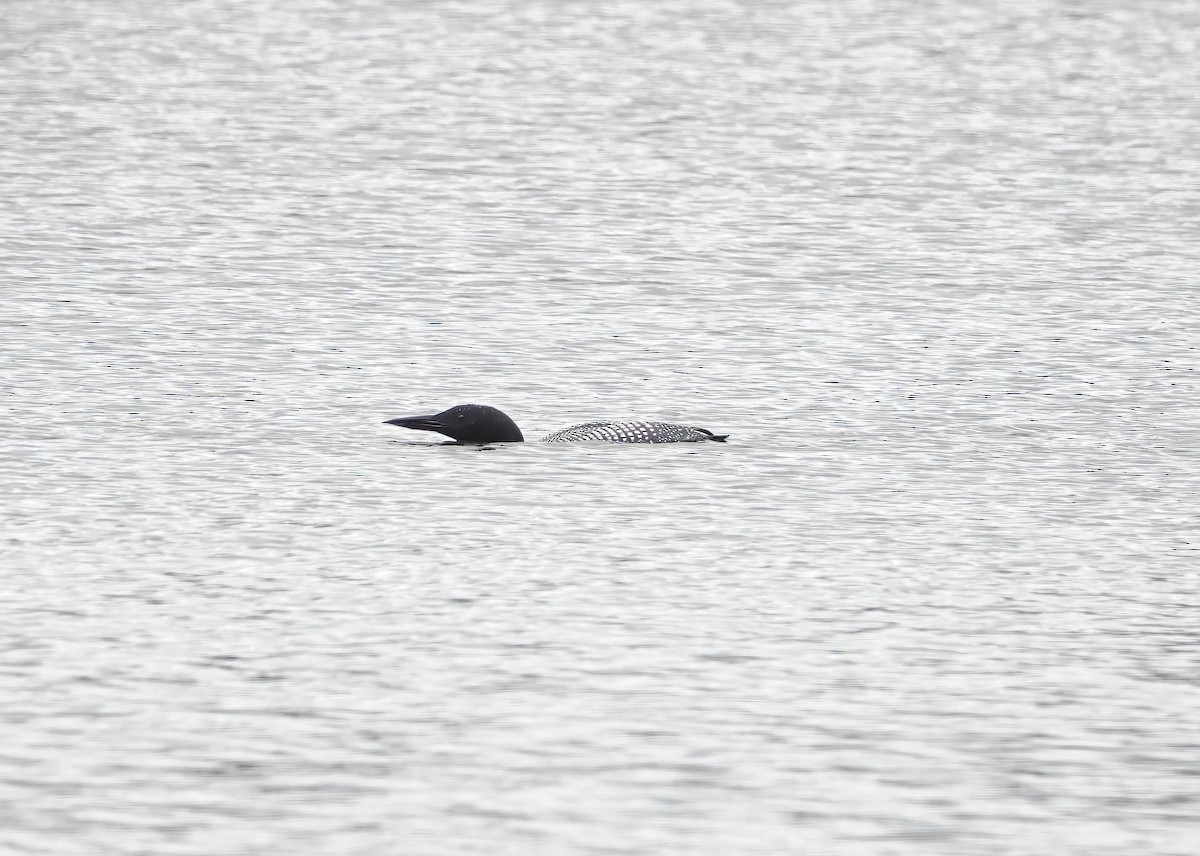 Common Loon - ML431562111