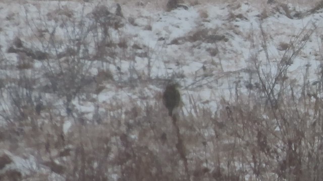 Шпаркос західний - ML431562411